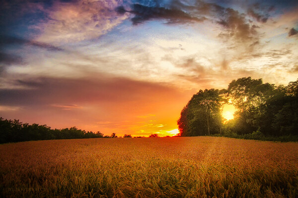 Wheat field at sunset Picture Board by Dejan Travica