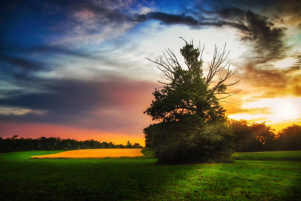 Lonely tree at sunset Picture Board by Dejan Travica