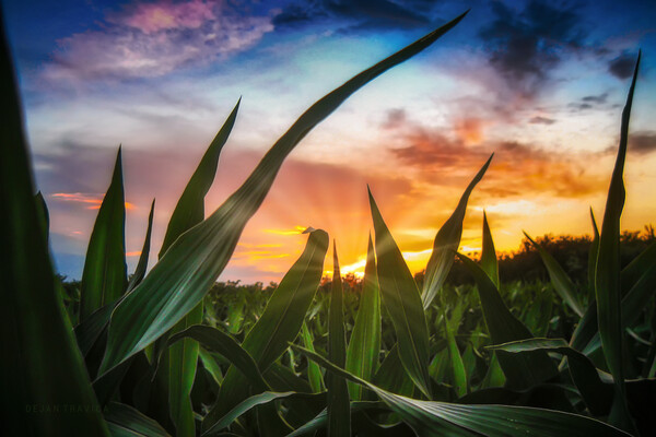 A view through the corn field at sunset Picture Board by Dejan Travica