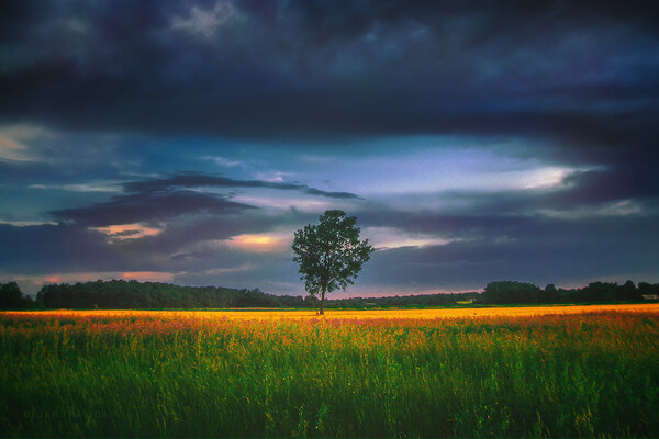 Lonely tree in the field Picture Board by Dejan Travica