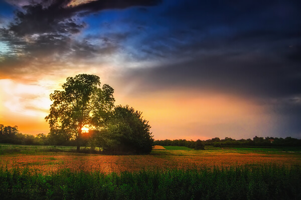 Two trees in the field Picture Board by Dejan Travica