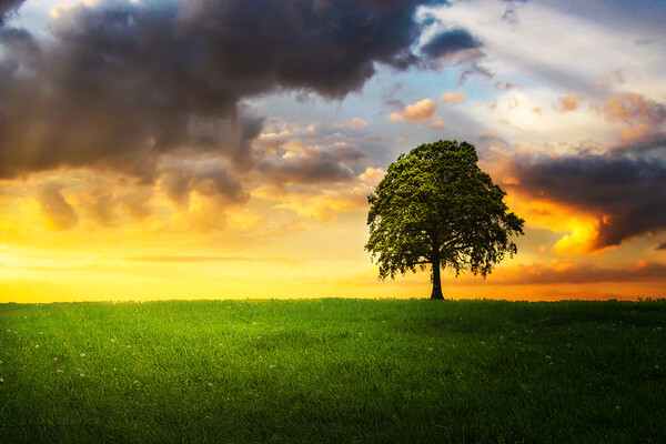 A lone tree under the cloudy sky in the field Picture Board by Dejan Travica