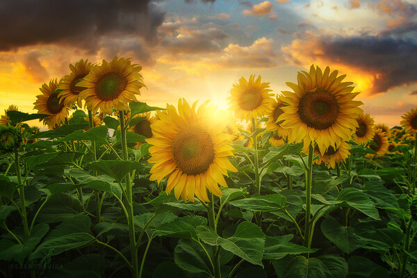 Sunflowers Picture Board by Dejan Travica