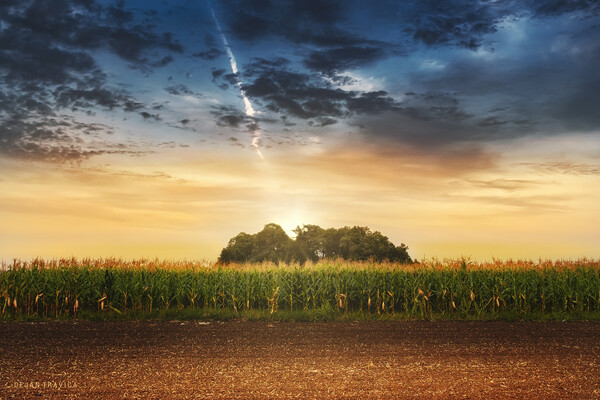 Corn in the field at sunset. Picture Board by Dejan Travica