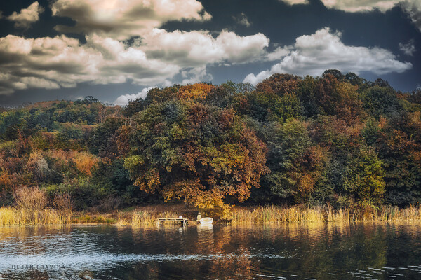 Colorful forest next to the lake Picture Board by Dejan Travica