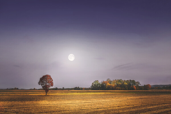 Lonely tree in the field beneath the moon  Picture Board by Dejan Travica