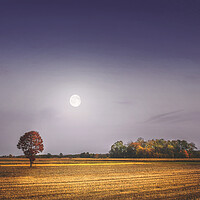 Buy canvas prints of Lonely tree in the field beneath the moon  by Dejan Travica