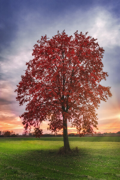 Lonely red tree Picture Board by Dejan Travica
