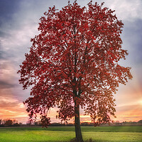 Buy canvas prints of Lonely red tree by Dejan Travica