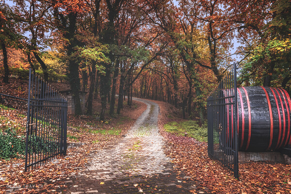 Entrance to the autumn forest Picture Board by Dejan Travica