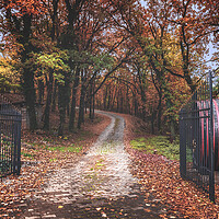Buy canvas prints of Entrance to the autumn forest by Dejan Travica