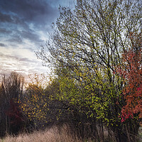 Buy canvas prints of To meet the autumn by Dejan Travica
