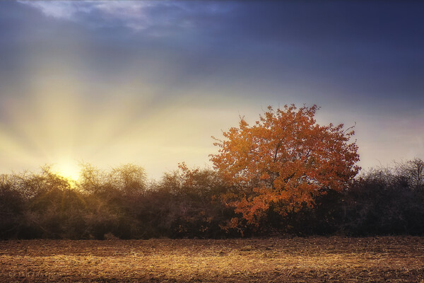 Golden tree in the autumn field Picture Board by Dejan Travica