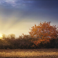 Buy canvas prints of Golden tree in the autumn field by Dejan Travica