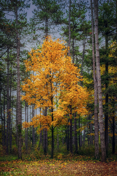 Yellow tree in the forest Picture Board by Dejan Travica