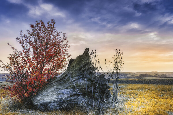 An old stump in the middle of the field Picture Board by Dejan Travica