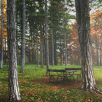 Buy canvas prints of Bench in the woods by Dejan Travica