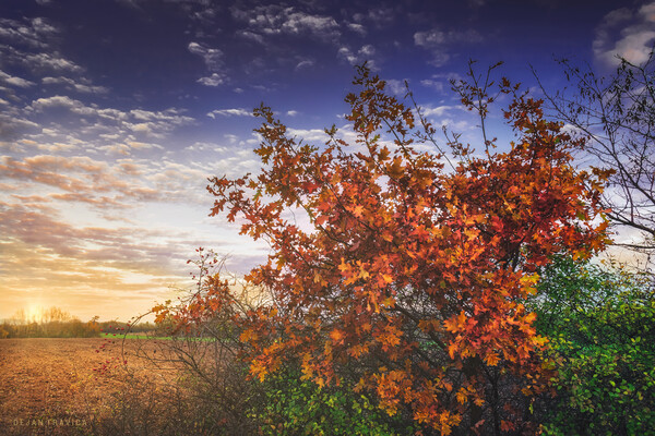 Autumn leaves on an oak branch Picture Board by Dejan Travica