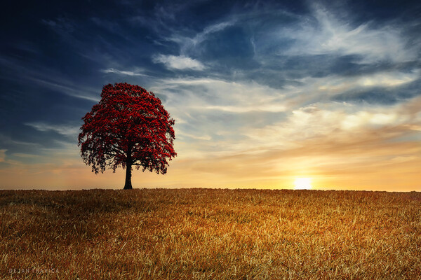Red tree in the golden field Picture Board by Dejan Travica