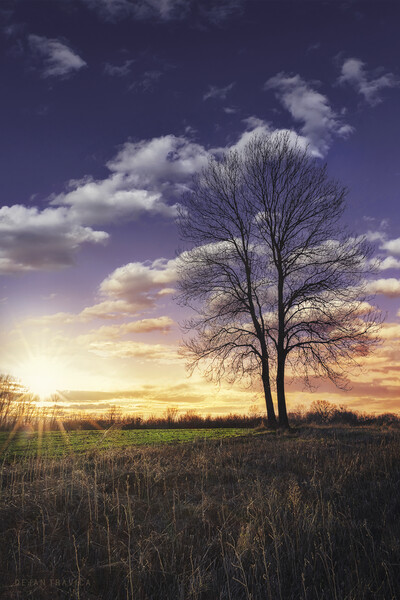 Lonely bare tree at sunset Picture Board by Dejan Travica