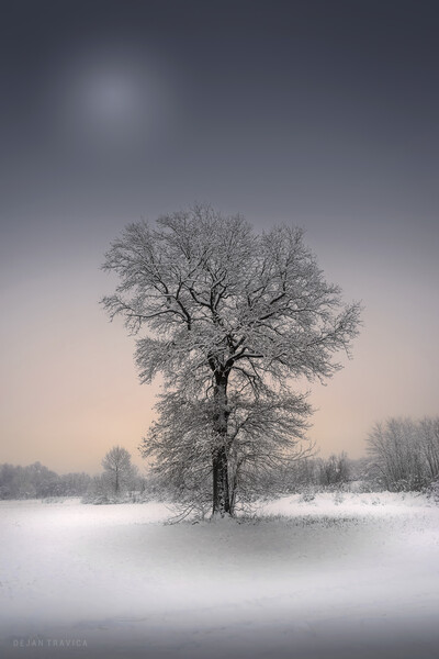 Winter solitude Picture Board by Dejan Travica