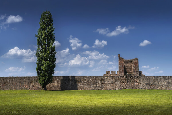 Lonely tree by the fortress walls Picture Board by Dejan Travica