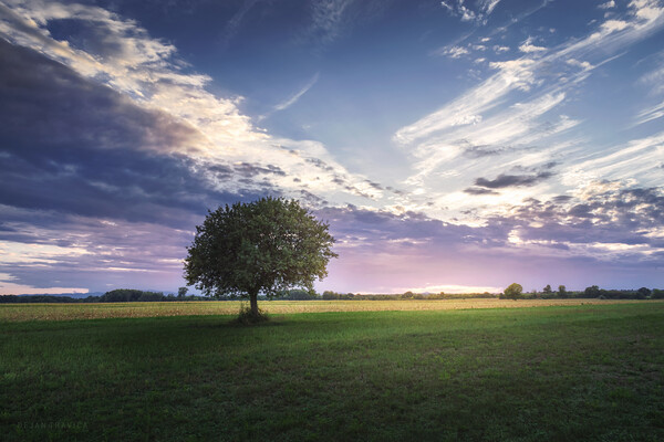 Lonely tree in the middle of green field Picture Board by Dejan Travica