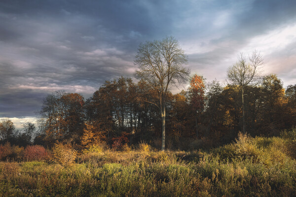 A small forest in the fall Picture Board by Dejan Travica
