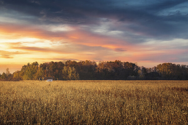 Small old hut in the middle of corn field at sunset Picture Board by Dejan Travica