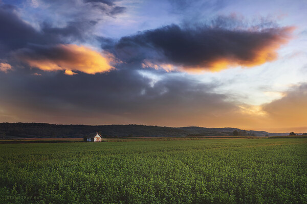 Clover field at sunset Picture Board by Dejan Travica