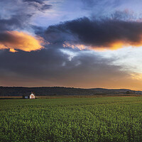 Buy canvas prints of Clover field at sunset by Dejan Travica