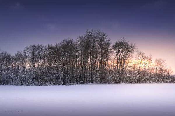 Grove in a field covered with snow Picture Board by Dejan Travica