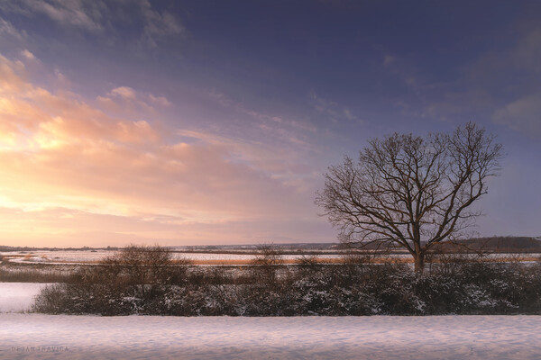 Bare tree in the winter field at sunset Picture Board by Dejan Travica