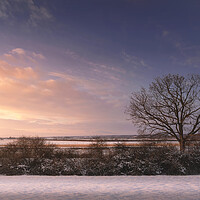 Buy canvas prints of Bare tree in the winter field at sunset by Dejan Travica
