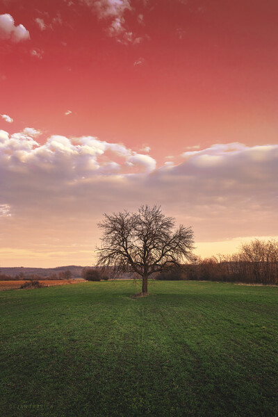 Bare tree in the field beneath the red sky Picture Board by Dejan Travica