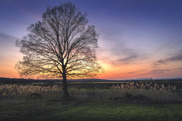 Lonely bare tree in the field at sunset Picture Board by Dejan Travica