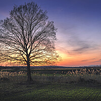 Buy canvas prints of Lonely bare tree in the field at sunset by Dejan Travica