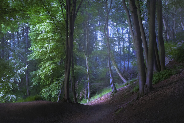 The road through the mystic forest Picture Board by Dejan Travica