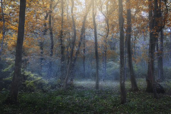Dreamy forest in autumn. Picture Board by Dejan Travica