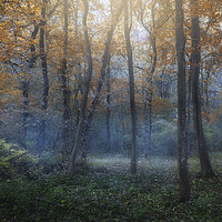 Buy canvas prints of Dreamy forest in autumn. by Dejan Travica