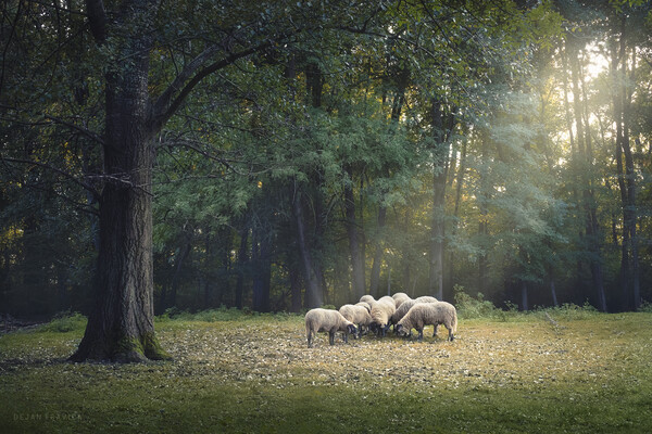 A flock of sheep is grazing in the forest Picture Board by Dejan Travica