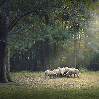 Buy canvas prints of A flock of sheep is grazing in the forest by Dejan Travica