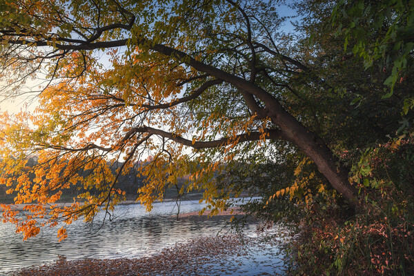 Here comes the autumn on the small lake Picture Board by Dejan Travica