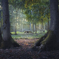 Buy canvas prints of Entrance to the mystic forest between the big oak trees by Dejan Travica
