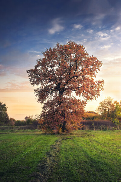 Golden oak tree in the autumn field Picture Board by Dejan Travica