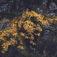 Buy canvas prints of The old oak glows in the darkness by Dejan Travica