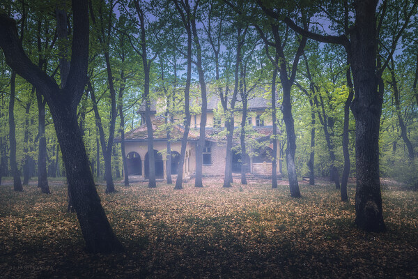 Abandoned old villa in the forest Picture Board by Dejan Travica