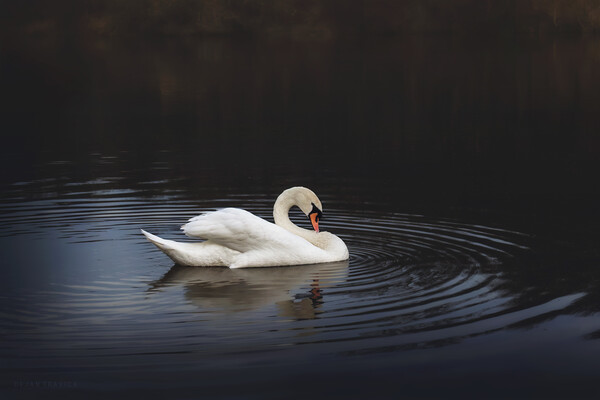 White swan in the lake at dusk Picture Board by Dejan Travica