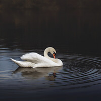 Buy canvas prints of White swan in the lake at dusk by Dejan Travica