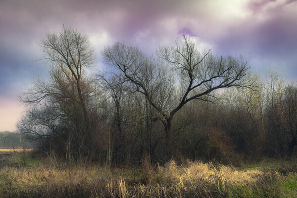 A sad grove in winter without snow Picture Board by Dejan Travica